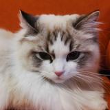 日啖枸杞三百颗头像