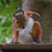 joker的镜子头像