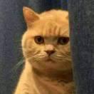 Zion在掘金的个人资料头像