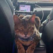 我小柚子心情看天气的个人资料头像