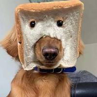 用户8700022120875头像