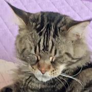 张发财007的个人资料头像