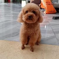 深圳减肥哥头像