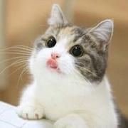 shadow不想说话的个人资料头像