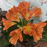 老李1439807198798头像