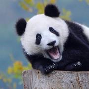 梁高强的个人资料头像