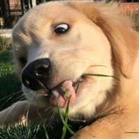 阳光下的黑不溜头像