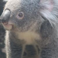 KoalaVin头像