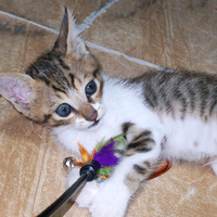 小猫的快乐喵生头像