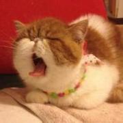 goldltc的个人资料头像