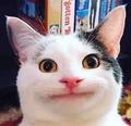 猫寻酥头像