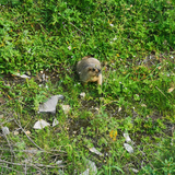 古天乐在雾都头像