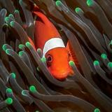 AF东北小飞哥头像