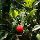 Alliswell同学的个人资料头像