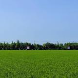 绿色植保332头像