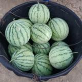 极客西瓜种植户头像