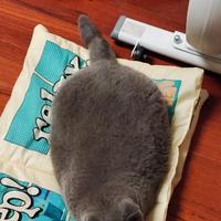 讲卫生的魔羯座头像