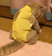 TADUDO的个人资料头像