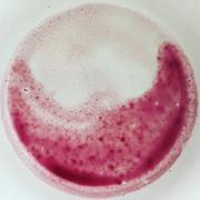 乔伊斯的个人资料头像