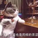 赵子成的个人资料头像