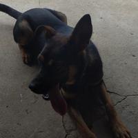 德才兼备百灵鸟KV8头像