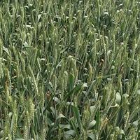 优雅漂流瓶Y15头像