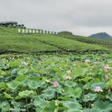 浓情大爱耀佳乾头像