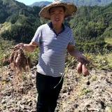 农人高佬头像