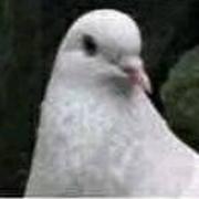 PigeonForce的个人资料头像