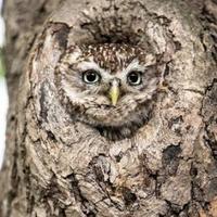 豁达小猫fH头像