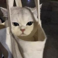 梦想的旅人Rita头像