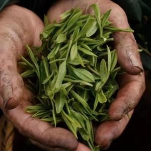 仪征捺山绿杨春—春燕头像