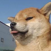 和泥巴的鲁滨逊的个人资料头像