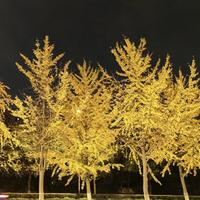 唯见江芯秋月白头像