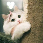 提拉米苏ha的个人资料头像