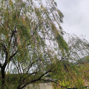 一心一意芒果W头像
