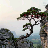 星哥饰墙头像