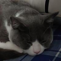 长在红旗下头像