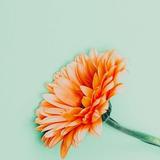 迟小艾💃🏻头像