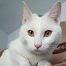 喵星人不会笑的个人资料头像