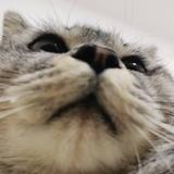 鸽子π头像