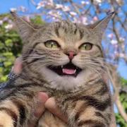 CruxAnsata的个人资料头像