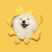 进击的圆儿的个人资料头像