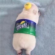 婳婳的书的个人资料头像