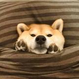 嘴角的米饭头像