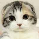 SRNAWING的个人资料头像