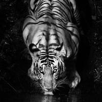 愚者千虑876头像