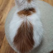 花开富贵一朵花的个人资料头像