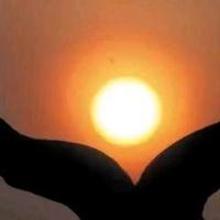 勇往直前的阳光0S5头像