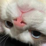 好吧3241头像